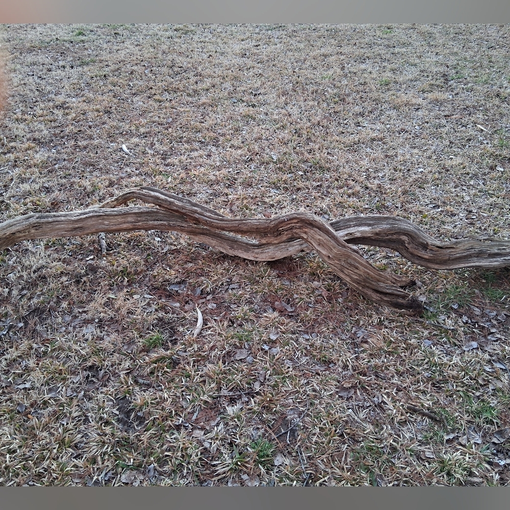 Driftwood